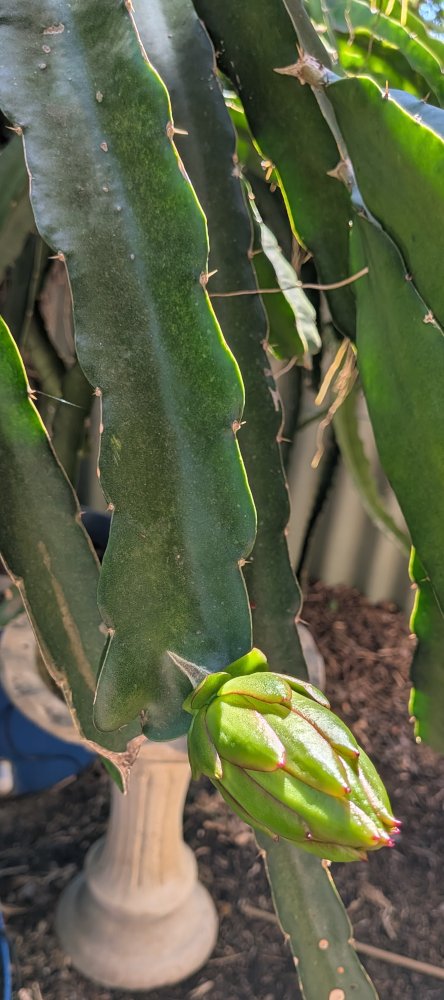 Bigger buds